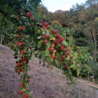 Planung-Streuobstwiesenlehrpfad-7